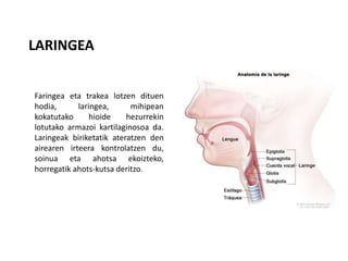LARINGEA
Faringea eta trakea lotzen dituen
hodia, laringea, mihipean
kokatutako hioide hezurrekin
lotutako armazoi kartilaginosoa da.
Laringeak biriketatik ateratzen den
airearen irteera kontrolatzen du,
soinua eta ahotsa ekoizteko,
horregatik ahots-kutsa deritzo.
 