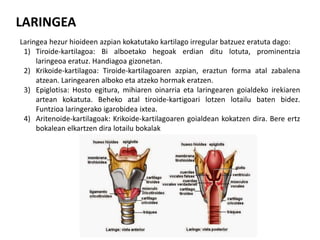 LARINGEA
Laringea hezur hioideen azpian kokatutako kartilago irregular batzuez eratuta dago:
1) Tiroide-kartilagoa: Bi alboetako hegoak erdian ditu lotuta, prominentzia
laringeoa eratuz. Handiagoa gizonetan.
2) Krikoide-kartilagoa: Tiroide-kartilagoaren azpian, eraztun forma atal zabalena
atzean. Laringearen alboko eta atzeko hormak eratzen.
3) Epiglotisa: Hosto egitura, mihiaren oinarria eta laringearen goialdeko irekiaren
artean kokatuta. Beheko atal tiroide-kartigoari lotzen lotailu baten bidez.
Funtzioa laringerako igarobidea ixtea.
4) Aritenoide-kartilagoak: Krikoide-kartilagoaren goialdean kokatzen dira. Bere ertz
bokalean elkartzen dira lotailu bokalak
 
