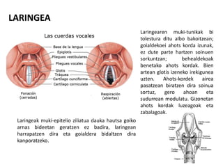 LARINGEA
Laringearen muki-tunikak bi
tolestura ditu albo bakoitzean;
goialdekoei ahots korda izunak,
ez dute parte hartzen soinuen
sorkuntzan; behealdekoak
benetako ahots kordak. Bien
artean glotis izeneko irekigunea
uzten. Ahots-kordek airea
pasatzean biratzen dira soinua
sortuz, gero ahoan eta
sudurrean modulatu. Gizonetan
ahots kordak luzeagoak eta
zabalagoak.
Laringeak muki-epitelio ziliatua dauka hautsa goiko
arnas bideetan geratzen ez badira, laringean
harrapatzen dira eta goialdera bidaltzen dira
kanporatzeko.
 