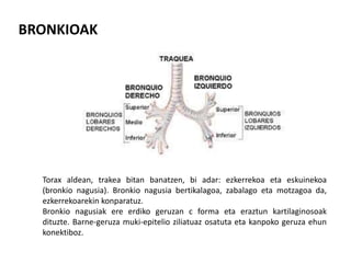 BRONKIOAK
Torax aldean, trakea bitan banatzen, bi adar: ezkerrekoa eta eskuinekoa
(bronkio nagusia). Bronkio nagusia bertikalagoa, zabalago eta motzagoa da,
ezkerrekoarekin konparatuz.
Bronkio nagusiak ere erdiko geruzan c forma eta eraztun kartilaginosoak
dituzte. Barne-geruza muki-epitelio ziliatuaz osatuta eta kanpoko geruza ehun
konektiboz.
 