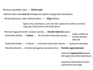 •Birikaren goialdeko atala Birika-erpin
•Beheko aldea edo oinarria diafragmaren goiko aurpegiarekin kontaktuan
•Birika bakoitzaren alde mediastinikoan Hilioa kokatu
Egitura hau zeharkatuz sartu eta irten egiten dira birikara: bronkio
nagusiak, birika-arteria eta birika-bena
•Bronkio nagusiak birikan sartzean banatu Bronkio lobarrak osatuz
•Eskuineko birikak 3 lobulu Hiru bronkio lobarretan banatu
Goiko, erdiko eta
beheko bronkio
lobarrak
•Ezkerreko birikak 2 lobulu Bi bronkio lobarretan banatu Goikoa eta behekoa
•Bronkio lobarrak Bronkio txikiagoetan banatzen dira Bronkio segmentarioak
Lobuluak segmentutan banatu
(10 segmentu birika bakoitzean)
Segmentu bakoitzeko bronkio
segmentario bat dago
 