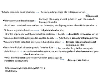 •Zuhaitz bronkiala berriro banatu Gero eta adar gehiago eta txikiagoak sortuz
Bronkioloak
•Adarrak sortzen diren heinean
Kartilago eta muki-guruinak gutxitzen joan eta muskulu
leuna gehituz doa
•Bronkioek 1mm-ko diametroa hartzen dutenean, kartilagoa galdu eta bronkiolo izena hartu
•Birikaren segmentu bakoitza Lobulutxoetan banatu
•Bronkio segmentarioa lobulutxo batean sartzean banatu Bronkiolo terminalak sortuz
•Bronkiolo terminal bakoitzak adar askotan banatu Adar horiek, arnas-bronkioloak deritze
•Arnas-bronkiolo bakoitzak aireztatzen duen birika-atalari Birikako lobulutxo funtzional
edo azinia deritzo
•Arnas-bronkioloek airearen garraio funtzioa dute Bertan albeolo gutxi batzuk agertu
•Azini bakoitza Arnas-bronkiolo batez osatuta, eta lehenengo hodi albeolarretan eta gero
albeoloetan banatu
•Arnas-bronkioloetatik aurrera sortzen den geruzak gasak
trukatzeko gaitasuna du Arnas-geruza deritzo
https://www.youtube.com/watch?v=_z
H8y83tu0w
 