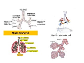 Bronkio segmentarioak
 