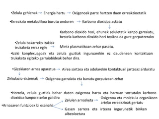 •Zelula gehienak Energia hartu Oxigenoak parte hartzen duen erreakzioetatik
•Erreakzio metabolikoa burutu ondoren Karbono dioxidoa askatu
Karbono dioxido hori, ehunek zeluletatik kanpo garraiatu,
bestela karbono dioxido hori toxikoa da gure gorputzerako
•Zelula bakarreko izakiak
trukaketa erraz egin Mintz plasmatikoan zehar pasatu.
•Izaki konplexuagoak eta zelula guztiak inguruarekin ez daudenean kontaktuan
trukaketa egiteko garraiobideak behar dira.
•Gizakiaren arnas aparatua Airea sartzea eta odolarekin kontaktuan jartzeaz arduratu
Zirkulazio-sistemak Oxigenoa garraiatu eta banatu gorputzean zehar
•Horrela, zelula guztiek behar duten oxigenoa hartu eta barruan sortutako karbono
dioxidoa kanporatzeko gai dira
•Arnasaren funtzioak bi esanahi
Zelulen arnasketa
Oxigenoa eta molekula organikoen
arteko erreakzioak gertatu
Gasen sarrera eta irteera ingurunetik biriken
albeoloetara
 