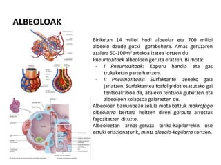 ALBEOLOAK
Biriketan 14 milioi hodi albeolar eta 700 milioi
albeolo daude gutxi gorabehera. Arnas geruzaren
azalera 50-100m2 artekoa izatea lortzen du.
Pneumozitoek albeoloen geruza eratzen. Bi mota:
- I Pneumozitoak: Kopuru handia eta gas
trukaketan parte hartzen.
- II Pneumozitoak: Surfaktante izeneko gaia
jariatzen. Surfaktantea fosfolipidoz osatutako gai
tentsoaktiboa da, azaleko tentsioa gutxitzen eta
albeoloen kolapsoa galarazten du.
Albeoloen barrunbean zelula mota batzuk makrofago
albeolarra bertara heltzen diren gorputz arrotzak
fagozitatzen dituzte.
Albeoloetan arnas-geruza birika-kapilarrekin oso
estuki erlazionaturik, mintz albeolo-kapilarra sortzen.
 