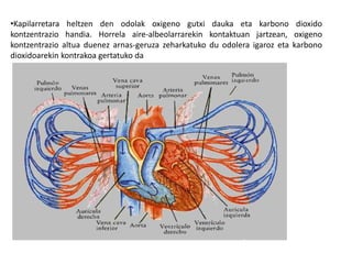 •Kapilarretara heltzen den odolak oxigeno gutxi dauka eta karbono dioxido
kontzentrazio handia. Horrela aire-albeolarrarekin kontaktuan jartzean, oxigeno
kontzentrazio altua duenez arnas-geruza zeharkatuko du odolera igaroz eta karbono
dioxidoarekin kontrakoa gertatuko da
 