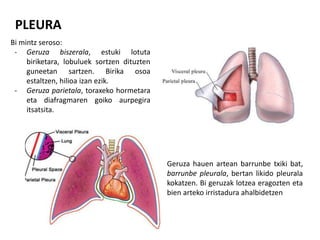 PLEURA
Bi mintz seroso:
- Geruza biszerala, estuki lotuta
biriketara, lobuluek sortzen dituzten
guneetan sartzen. Birika osoa
estaltzen, hilioa izan ezik.
- Geruza parietala, toraxeko hormetara
eta diafragmaren goiko aurpegira
itsatsita.
Geruza hauen artean barrunbe txiki bat,
barrunbe pleurala, bertan likido pleurala
kokatzen. Bi geruzak lotzea eragozten eta
bien arteko irristadura ahalbidetzen
 