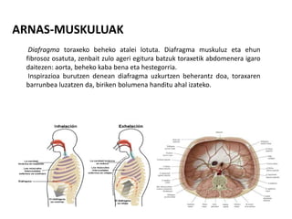 ARNAS-MUSKULUAK
Diafragma toraxeko beheko atalei lotuta. Diafragma muskuluz eta ehun
fibrosoz osatuta, zenbait zulo ageri egitura batzuk toraxetik abdomenera igaro
daitezen: aorta, beheko kaba bena eta hestegorria.
Inspirazioa burutzen denean diafragma uzkurtzen beherantz doa, toraxaren
barrunbea luzatzen da, biriken bolumena handitu ahal izateko.
 