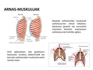 Kanpoko saihetsarteko muskuluak
saihetsezurren artean kokatzen,
lapranean gorantz eta aurrerantz
zuzentzen direlarik. Inspirazioan
saihetsezurrak hurbildu egiten.
ARNAS-MUSKULUAK
Kirol egiterakoan edo gaixotasun
batzuetan: muskulu abdominalek eta
barruko saihetsarteko muskuluek parte
hartzen dute.
 