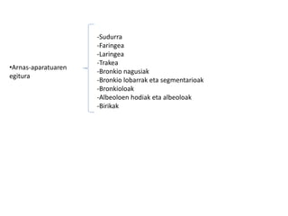 •Arnas-aparatuaren
egitura
-Sudurra
-Faringea
-Laringea
-Trakea
-Bronkio nagusiak
-Bronkio lobarrak eta segmentarioak
-Bronkioloak
-Albeoloen hodiak eta albeoloak
-Birikak
 