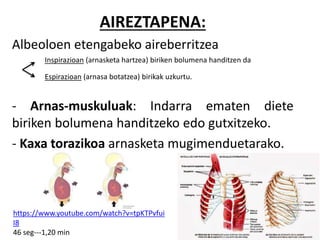 AIREZTAPENA:
Albeoloen etengabeko aireberritzea
- Arnas-muskuluak: Indarra ematen diete
biriken bolumena handitzeko edo gutxitzeko.
- Kaxa torazikoa arnasketa mugimenduetarako.
https://www.youtube.com/watch?v=tpKTPvfui
I8
46 seg---1,20 min
Inspirazioan (arnasketa hartzea) biriken bolumena handitzen da
Espirazioan (arnasa botatzea) birikak uzkurtu.
 