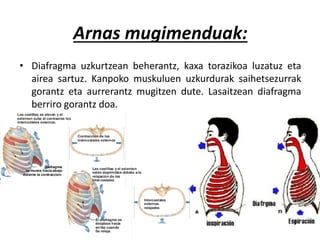 Arnas mugimenduak:
• Diafragma uzkurtzean beherantz, kaxa torazikoa luzatuz eta
airea sartuz. Kanpoko muskuluen uzkurdurak saihetsezurrak
gorantz eta aurrerantz mugitzen dute. Lasaitzean diafragma
berriro gorantz doa.
 