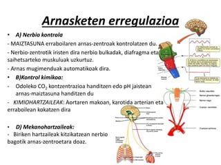 Arnasketen erregulazioa
• A) Nerbio kontrola
- MAIZTASUNA erraboilaren arnas-zentroak kontrolatzen du.
- Nerbio-zentrotik iristen dira nerbio bulkadak, diafragma eta
saihetsarteko muskuluak uzkurtuz.
- Arnas mugimenduak automatikoak dira.
• B)Kontrol kimikoa:
- Odoleko CO2 kontzentrazioa handitzen edo pH jaistean
arnas-maiztasuna handitzen du
- KIMIOHARTZAILEAK: Aortaren makoan, karotida arterian eta
erraboilean kokatzen dira
• D) Mekanohartzaileak:
- Biriken hartzaileak kitzikatzean nerbio
bagotik arnas-zentroetara doaz.
 