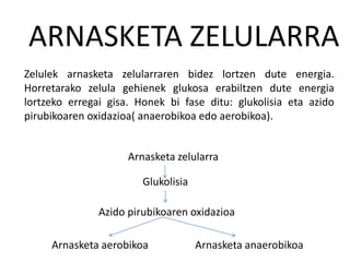 Zelulek arnasketa zelularraren bidez lortzen dute energia.
Horretarako zelula gehienek glukosa erabiltzen dute energia
lortzeko erregai gisa. Honek bi fase ditu: glukolisia eta azido
pirubikoaren oxidazioa( anaerobikoa edo aerobikoa).
ARNASKETA ZELULARRA
Arnasketa zelularra
Glukolisia
Azido pirubikoaren oxidazioa
Arnasketa aerobikoa Arnasketa anaerobikoa
 