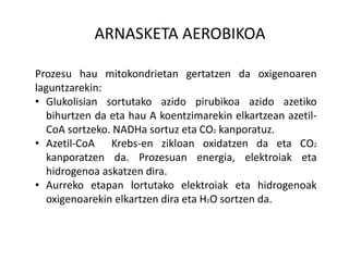 ARNASKETA AEROBIKOA
Prozesu hau mitokondrietan gertatzen da oxigenoaren
laguntzarekin:
• Glukolisian sortutako azido pirubikoa azido azetiko
bihurtzen da eta hau A koentzimarekin elkartzean azetil-
CoA sortzeko. NADHa sortuz eta CO2 kanporatuz.
• Azetil-CoA Krebs-en zikloan oxidatzen da eta CO2
kanporatzen da. Prozesuan energia, elektroiak eta
hidrogenoa askatzen dira.
• Aurreko etapan lortutako elektroiak eta hidrogenoak
oxigenoarekin elkartzen dira eta H2O sortzen da.
 