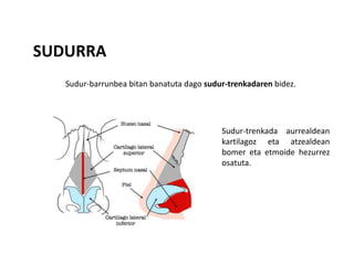 SUDURRA
Sudur-barrunbea bitan banatuta dago sudur-trenkadaren bidez.
Sudur-trenkada aurrealdean
kartilagoz eta atzealdean
bomer eta etmoide hezurrez
osatuta.
 