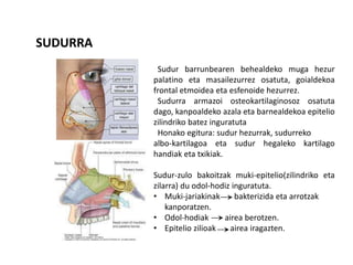 SUDURRA
Sudur barrunbearen behealdeko muga hezur
palatino eta masailezurrez osatuta, goialdekoa
frontal etmoidea eta esfenoide hezurrez.
Sudurra armazoi osteokartilaginosoz osatuta
dago, kanpoaldeko azala eta barnealdekoa epitelio
zilindriko batez inguratuta
Honako egitura: sudur hezurrak, sudurreko
albo-kartilagoa eta sudur hegaleko kartilago
handiak eta txikiak.
Sudur-zulo bakoitzak muki-epitelio(zilindriko eta
zilarra) du odol-hodiz inguratuta.
• Muki-jariakinak bakterizida eta arrotzak
kanporatzen.
• Odol-hodiak airea berotzen.
• Epitelio zilioak airea iragazten.
 