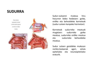 SUDURRA
Sudur-zuloaren mukosa hiru
hezurren bidez hedatzen: goiko,
erdiko eta behealdeko korneteak
(sudur-zuloen kanpoko hormetan)
Korneteak sudurreko meatuak
mugatzen: sudurreko goiko
meatua, sudurreko erdiko meatua
eta sudurreko behealdeko
meatua.
Sudur zuloen goialdeko mukosan
nerbio-bukaerak ageri, zelula
epitelialez eta neuroepitelialez
eraturik.
 