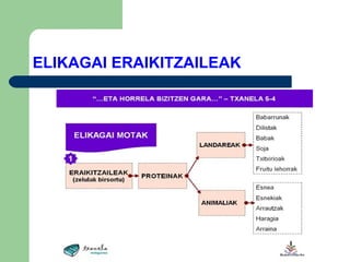 ELIKAGAI   ERAIKITZAILEAK 