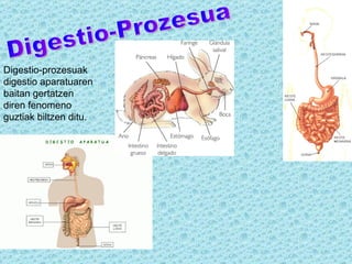 Digestio-Prozesua Digestio-prozesuak digestio aparatuaren baitan gertatzen diren fenomeno guztiak biltzen ditu. 