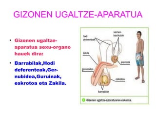 GIZONEN UGALTZE-APARATUA 
● Gizonen ugaltze-aparatua 
sexu-organo 
hauek dira: 
● Barrabilak,Hodi 
deferenteak,Ger-nubidea, 
Guruinak, 
eskrotoa eta Zakila. 
 