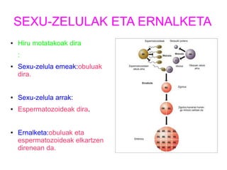 SEXU-ZELULAK ETA ERNALKETA 
● Hiru motatakoak dira 
: 
● Sexu-zelula emeak:obuluak 
dira. 
● Sexu-zelula arrak: 
● Espermatozoideak dira. 
● Ernalketa:obuluak eta 
espermatozoideak elkartzen 
direnean da. 
 