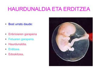 HAURDUNALDIA ETA ERDITZEA 
● Bost urrats daude: 
● Enbrioiaren garapena 
● Fetuaren garapena. 
● Haurdunaldia. 
● Erditzea. 
● Edoskitzea. 
 