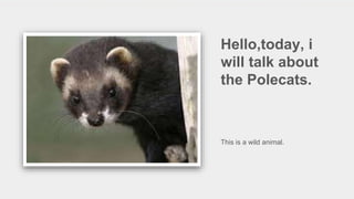 Hello,today, i
will talk about
the Polecats.
This is a wild animal.
 