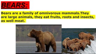 BEARS:
Bears are a family of omnivorous mammals.They
are large animals, they eat fruits, roots and insects,
as well meat.
 
