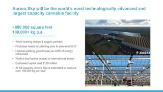 Aurora Sky will be the world’s most technologically advanced and
largest capacity cannabis facility
• World leading design & supply partners
• First bays ready for planting prior to year-end 2017
• Highest-yielding greenhouse per kWh of energy
consumed
• World’s first facility located at international airport
• Estimated capital cost $120 million
• At full capacity, Aurora Sky is estimated to produce
over 100,000 kg per year
20
~800,000 square feet
100,000+ kg p.a.
 