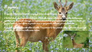 Il capriolo
Il capriolo è il più piccolo cervide europeo, di forma slanciata e privo di coda.
L'habitat ideale per il capriolo è la foresta a latifoglie ricca di sottobosco e la macchia mediterranea,
caratterizzata da pascoli e foraggi. Le esigenze alimentari di questo piccolo cervide appaiono elevate, per
questo l'ambiente deve offrire un pascolo ricco in ogni periodo dell'anno per accontentarlo.
Il capriolo è prevalentemente attivo di notte. Trascorrono le loro giornate nella vegetazione ed escono al
crepuscolo per alimentarsi nelle vicine radure.
 
