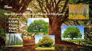 Flora
Alcuni delle piante che si trovano nelle foreste di latifoglie sono:
- La quercia
- la betulla
- il faggio
- il pioppo
- il leccio
 
