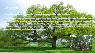 La quercia
E’ un albero deciduo e sempreverde, e può anche raggiungere i 30 metri di altezza.
La sua chioma è ampia e tondeggiante, oppure anche ovale, a volte può formare una sorta di ombrello e crea
molta ombra. La quercia è nota anche per la sua corteccia grigio-marrone che col tempo si riempie di
fessure verticali. Molto spesso questi alberi sono coltivati per la produzione di legno e in natura possono
spuntare isolati o in piccoli gruppi. In città ne possiamo trovare spesso all’interno di parchi o giardini e
fanno da riferimento per la loro presenza maestosa.
 