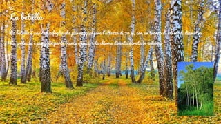 La betulla
La betulla è una caducifoglia che può raggiungere l’altezza di 30 m, con un tronco di 60 cm di diametro.
La corteccia è per gran parte bianca e liscia e la chioma diventa dorata in autunno
 