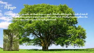 Il faggio
Il faggio è alto fino a 40 metri, con chioma larga e a cupola. Il frutto, detto faggiola, è simile al riccio di
castagno, ma gli aculei non pungono in quanto più morbidi e arrotondati. Predilige terreni argillosi e ben
arieggiati in zone a clima umido e riparate dai rigidi geli invernali.
 