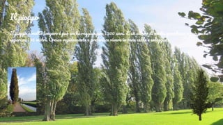 Il pioppo
Il pioppo è molto longevo e può anche raggiungere i 300 anni. E’un albero di media grandezza e può anche
superare i 35 metri. Cresce rapidamente e preferisce vivere in zone calde e soleggiate.
 