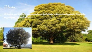 Il leccio
Il leccio è una latifoglia sempreverde con fusto torto e chioma tondeggiante. Può anche
raggiungere i 25 m di altezza.
 