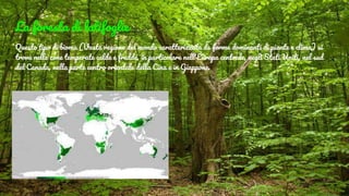 La foresta di latifoglie
Questo tipo di bioma (Vasta regione del mondo caratterizzata da forme dominanti di piante e clima) si
trova nelle zone temperate calde e fredde, in particolare nell'Europa centrale, negli Stati Uniti, nel sud
del Canada, nella parte centro orientale della Cina e in Giappone.
 