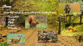 Fauna
Alcuni degli animali che vivono nelle foreste di latifoglie sono:
- Lo scoiattolo
- La volpe
- Il gufo
- Il riccio
- Il capriolo
 