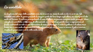 Lo scoiattolo
La lunghezza del corpo dello scoiattolo varia dai 18 ai 25 cm, invece la coda va dai 14 ai 20 cm. Gli
scoiattoli sono attivi di giorno passando la maggior parte del loro tempo sugli alberi, ma raccolgono il cibo
anche sul terreno. Si nutrono principalmente di semi di alberi, ma possono mangiare anche germogli, tuberi
e funghi. Lo scoiattolo, a differenza di altri animali, non va in letargo perchè riesce a sopravvivere al
freddo costruendo un nido su una biforcazione di rami. Solitamente d’estate la pelliccia è di colore rosso
bruno, ma ci sono anche alcuni scoiattoli dalla colorazione più scura. Invece in inverno il pelo si scurisce,
diventando grigio scuro o certe volte anche nero.
 