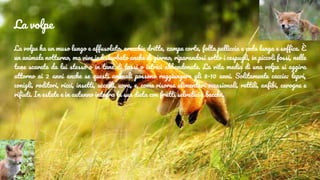 La volpe
La volpe ha un muso lungo e affusolato, orecchie dritte, zampe corte, folta pelliccia e coda lunga e soffice. È
un animale notturno, ma vive indisturbato anche di giorno, riparandosi sotto i cespugli, in piccoli fossi, nelle
tane scavate da lui stesso o in tane di tassi o istrici abbandonate. La vita media di una volpe si aggira
attorno ai 2 anni anche se questi animali possono raggiungere gli 8-10 anni. Solitamente caccia: lepri,
conigli, roditori, ricci, insetti, uccelli, uova, e, come risorse alimentari occasionali, rettili, anfibi, carogne e
rifiuti. In estate e in autunno integra la sua dieta con frutti selvatici e bacche.
 