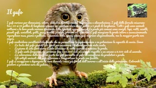 Il gufo
I gufi variano per dimensioni, colore, abitudini di nidificazione, migrazione e alimentazione. I gufi delle foreste misurano
tra i 20 ei 33 pollici di lunghezza e hanno un'apertura alare di 30 pollici a 5 piedi di larghezza. Tutti i gufi sono animali
notturni e le loro prede variano a seconda della specie di appartenenza. Le prede più comuni sono conigli, topi, ratti, uccelli,
piccoli gufi, scoiattoli, gatti, pesci, insetti, puzzole, procioni ed opossum. I gufi mangiano le prede intere e successivamente
rigurgitano ossa, piume o pelliccie. A seconda della specie, alcuni gufi migrano stagionalmente, ma la maggior parte non
migra.
I gufi condividono caratteristiche fisiche che ne permettono la sopravvivenza e ne potenziano le capacità di caccia. Sono:
- La testa del gufo gira di 270 gradi per osservare i dintorni con una vista acuta.
- Le piume di seta forniscono il volo silenzioso di notte quando si avvicina la preda.
- Il gufo sente frequenze che arrivano fino a 20.000 cicli al secondo rispetto a un umano a 8.500 cicli al secondo.
- La colorazione della maggior parte dei gufi permette al gufo di camuffarsi da predatori e prede.
- Gli artigli uncinati del gufo afferrano e trasportano le prede con facilità.
I gufi si accoppiano e depongono le uova durante i mesi più freddi dell'inverno e all'inizio della primavera. Entrambi i
genitori si prendono cura dei pulcini.
 
