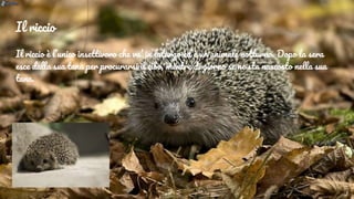 Il riccio
Il riccio è l’unico insettivoro che va’ in latargo ed è un animale notturno. Dopo la sera
esce dalla sua tana per procurarsi il cibo, mentre di giorno se ne sta nascosto nella sua
tana.
 