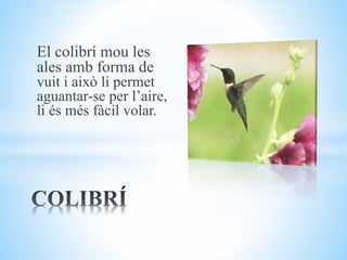 El colibrí mou les
ales amb forma de
vuit i això li permet
aguantar-se per l’aire,
li és més fàcil volar.
 