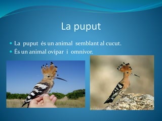 La puput
 La puput és un animal semblant al cucut.
 És un animal ovípar i omnívor.
 