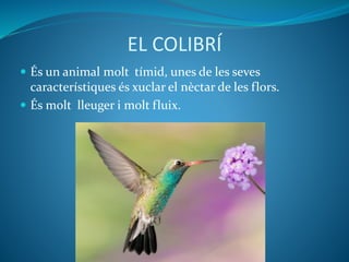 EL COLIBRÍ
 És un animal molt tímid, unes de les seves
característiques és xuclar el nèctar de les flors.
 És molt lleuger i molt fluix.
 