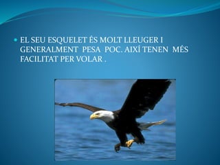  EL SEU ESQUELET ÉS MOLT LLEUGER I
GENERALMENT PESA POC. AIXÍ TENEN MÉS
FACILITAT PER VOLAR .
 