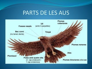 PARTS DE LES AUS
 