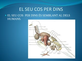 EL SEU COS PER DINS
 EL SEU COS PER DINS ÉS SEMBLANT AL DELS
HUMANS.
 