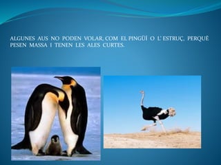 ALGUNES AUS NO PODEN VOLAR, COM EL PINGÜÍ O L’ ESTRUÇ, PERQUÈ
PESEN MASSA I TENEN LES ALES CURTES.
 